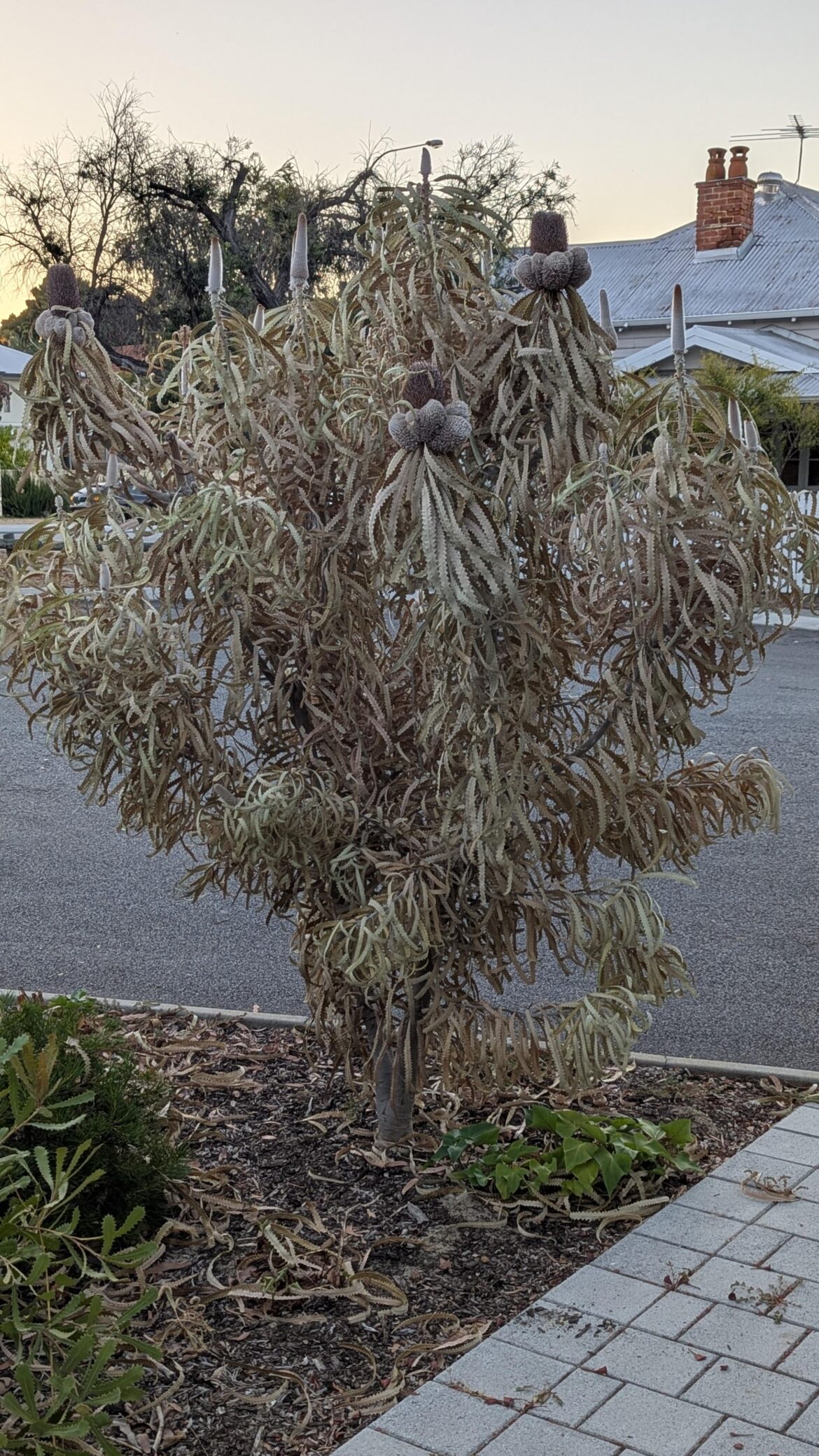 Banksia has gone very dry very fast, has potentially been over watered. Still green under bark. Any advice to help keep it alive during the summer?