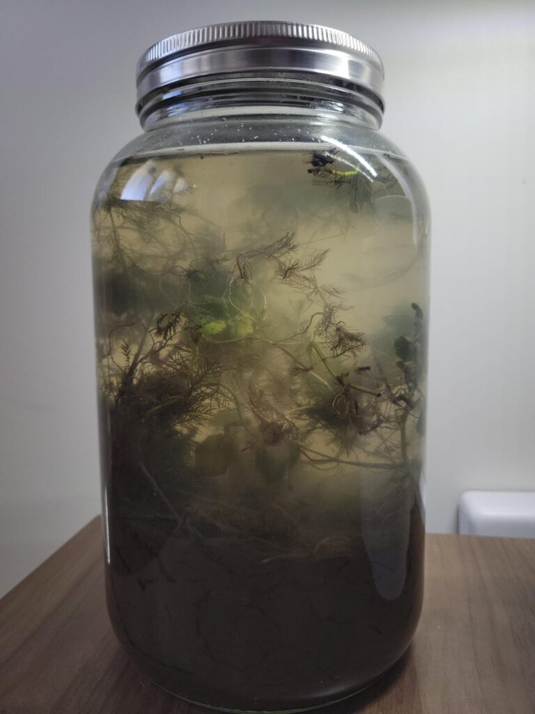 First ecosphere and it crashed in about a week and a half, any ideas why?