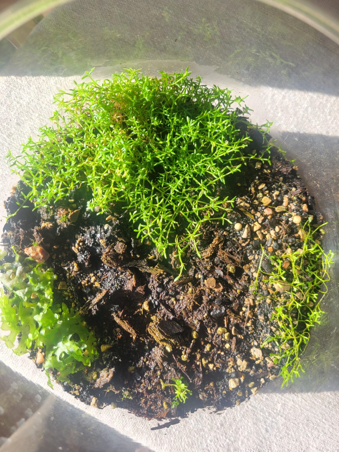 Micro plants, so many that people don't use