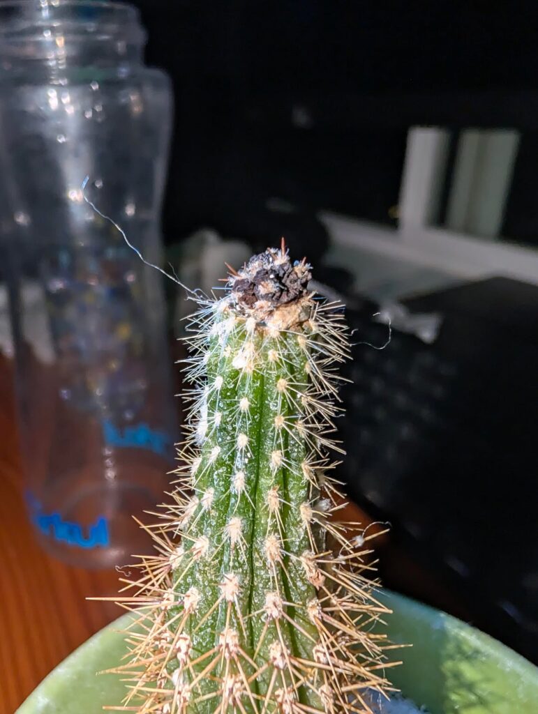 did it graft properly top part turned black but is stuck onto rootstock did it graft properly top part turned black but is stuck onto rootstock
