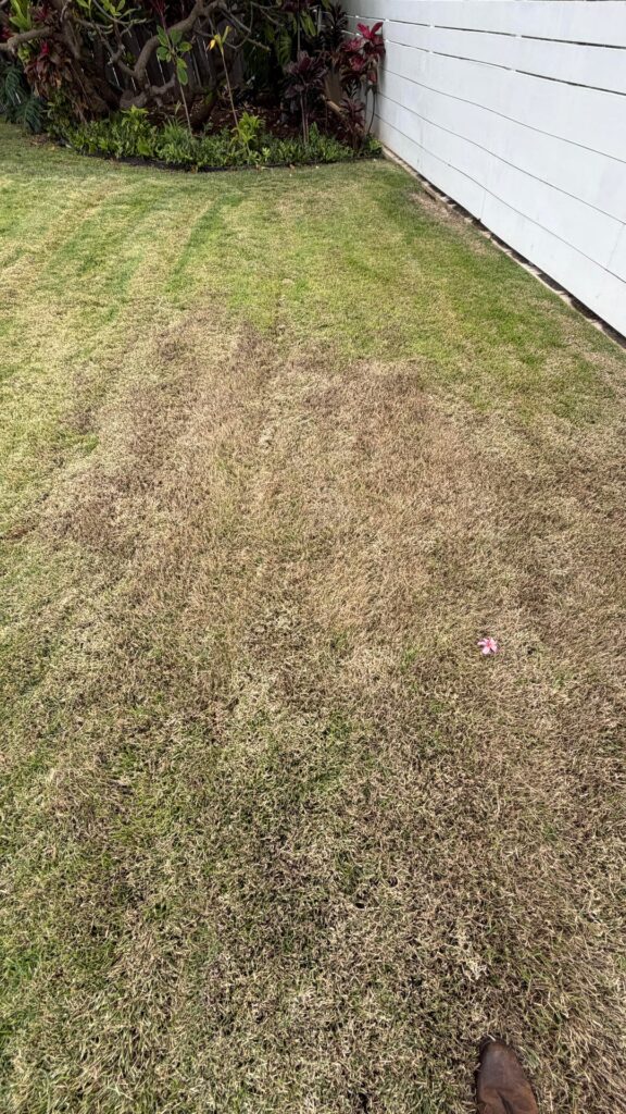 El Toro Zoysia Lawn Turning Brown – How to Fix? (Honolulu,Hawaii)