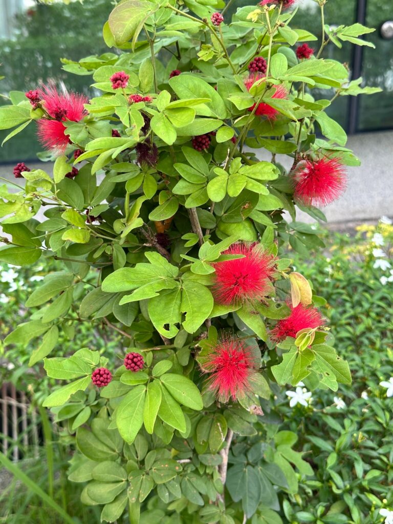 Small shrub, Singapore
