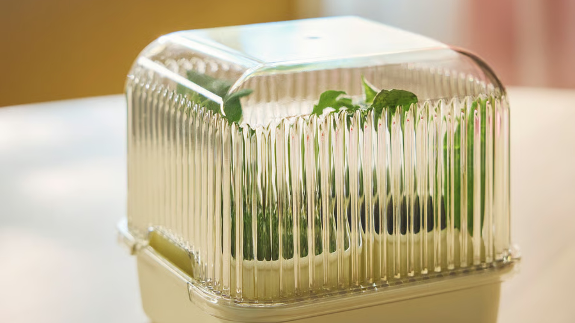 DOFTRIPS plant starter set