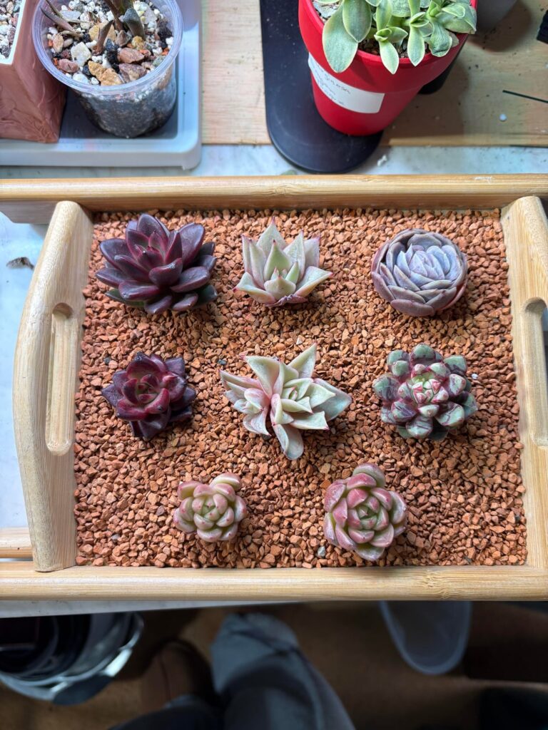 Help ID please