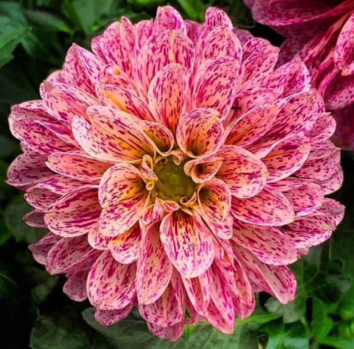 Dahlia Monday