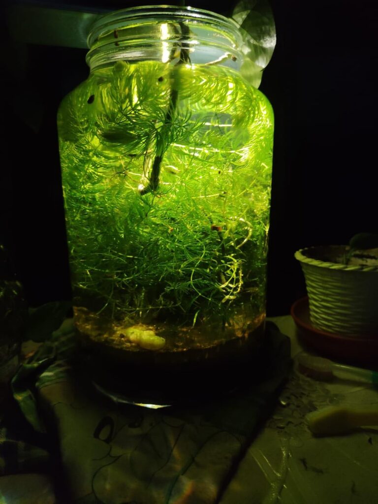 My five months old 6L jar