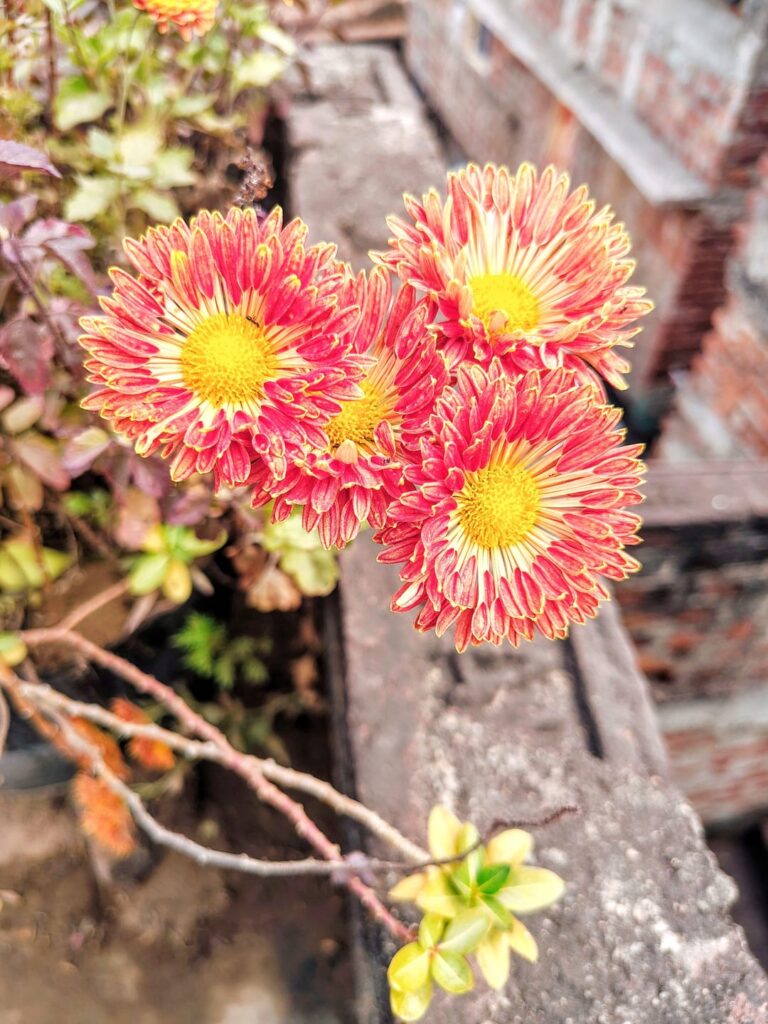 My balcony Chrysanthemums finally bloomed! I’ve been nurturing these since they were just tiny sprouts.