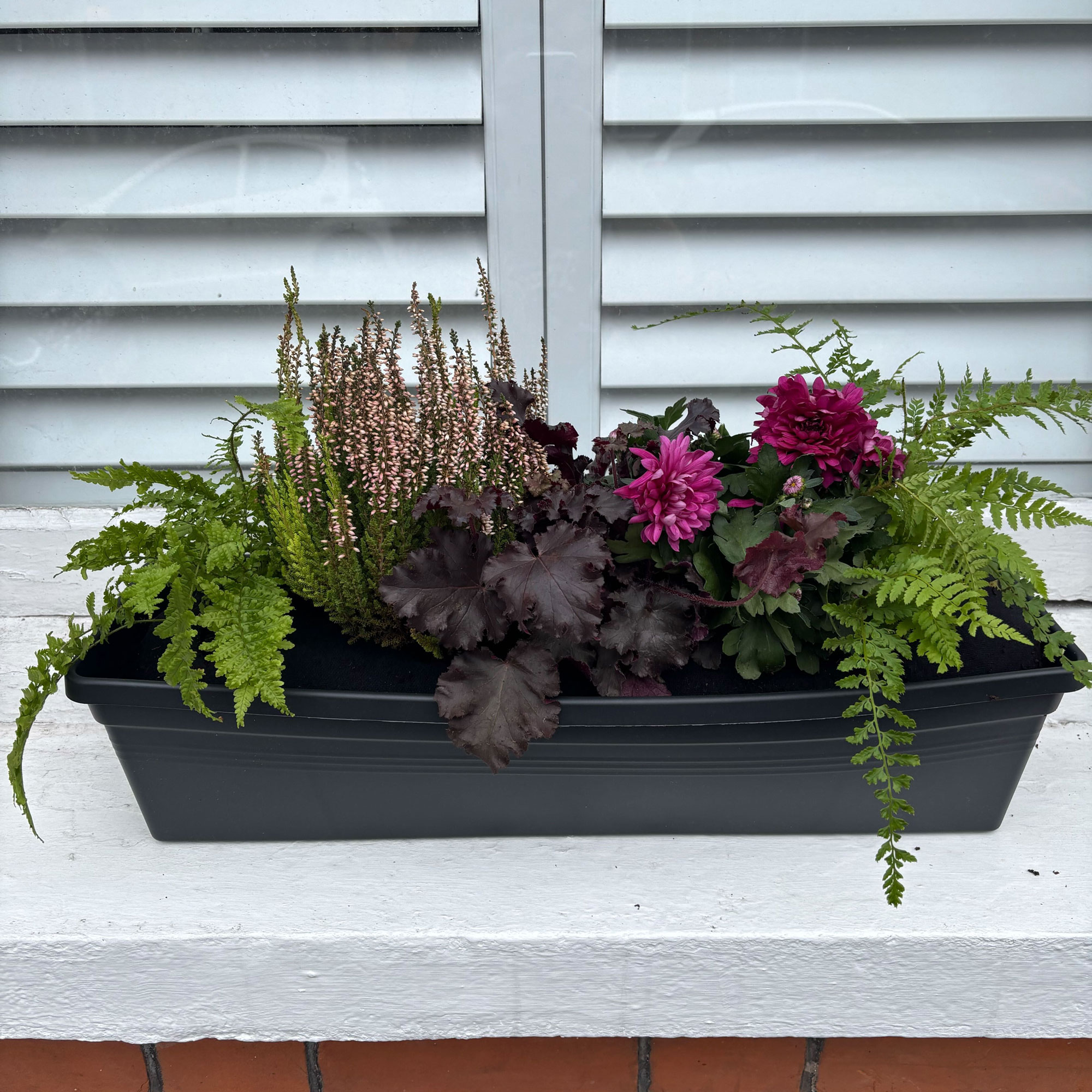 Window box with purple and green plants in