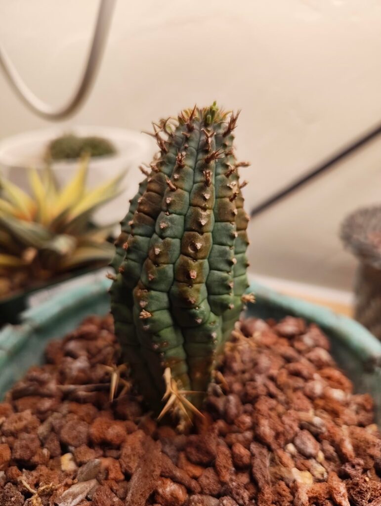 Brown spots on Euphorbia stellispina