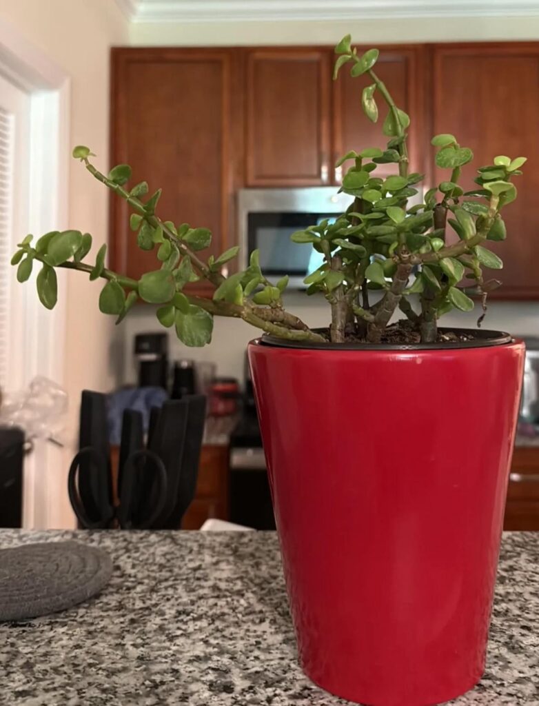 My poor Elephant Bush 🥲 My poor Elephant Bush 🥲