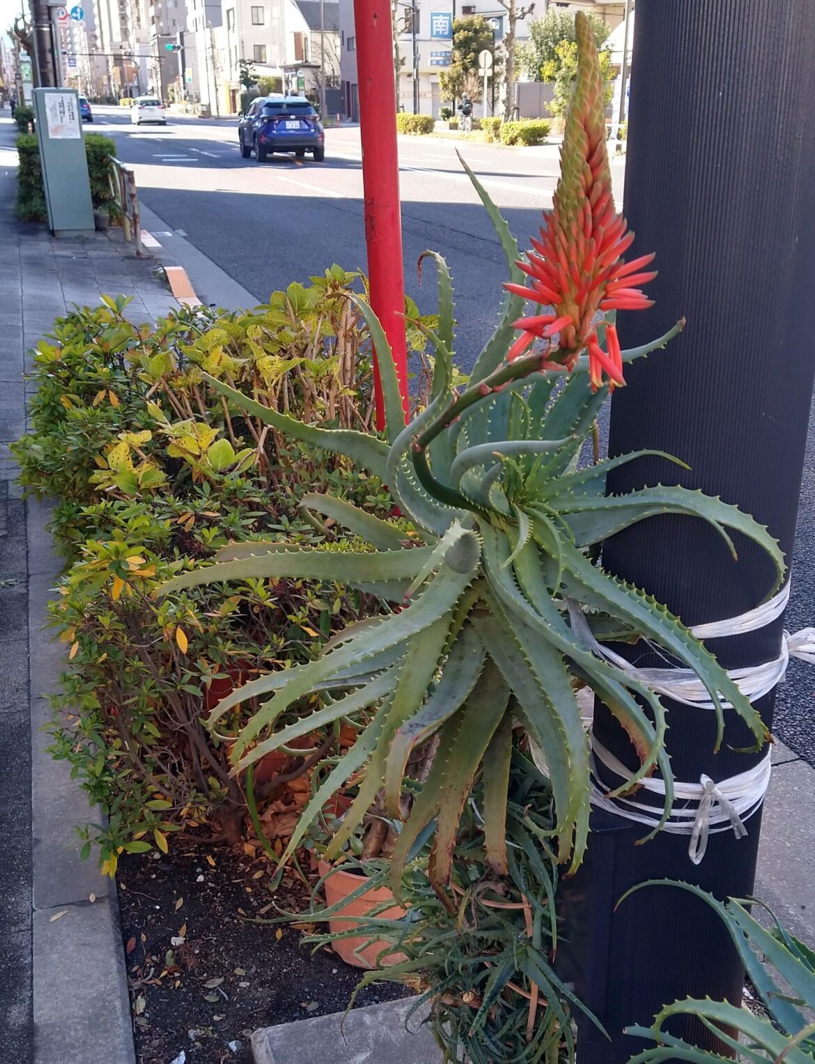 Cool plant I saw!