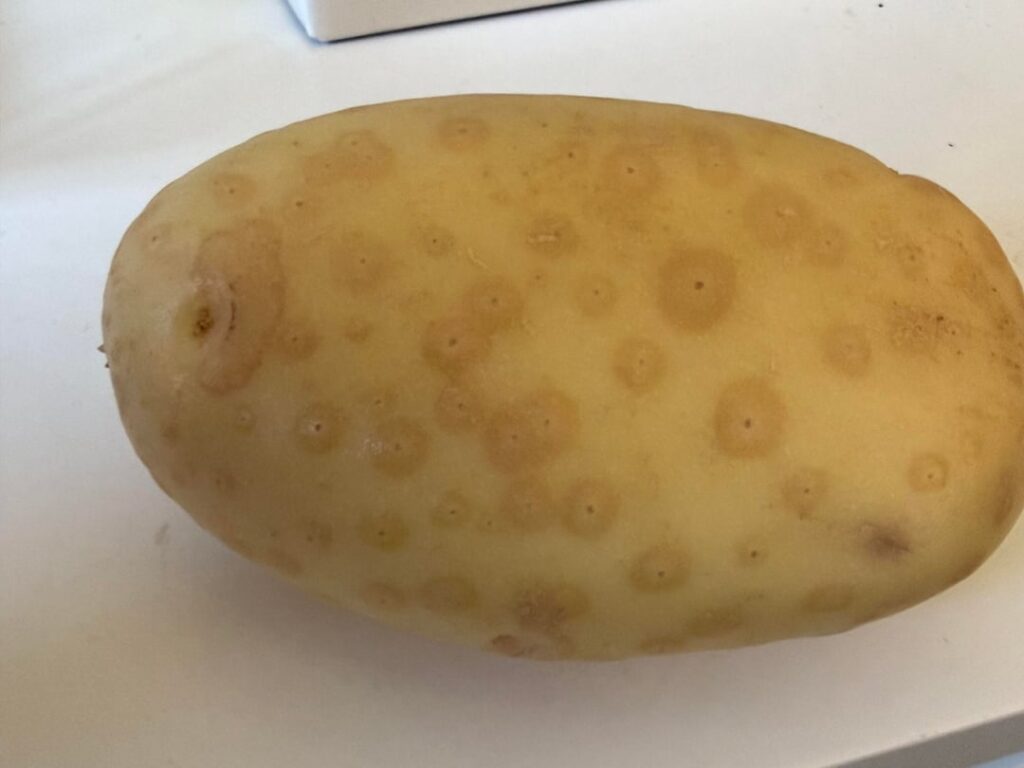 What potato virus or issue is this?