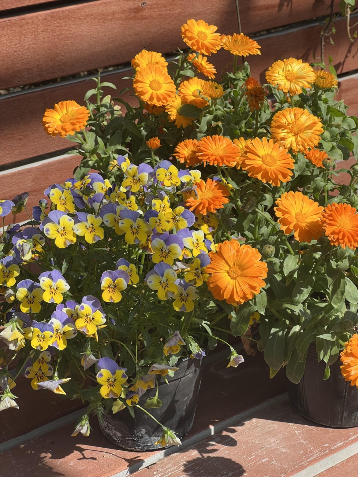 Saw these Pansies and Pot Marigold on my walk today