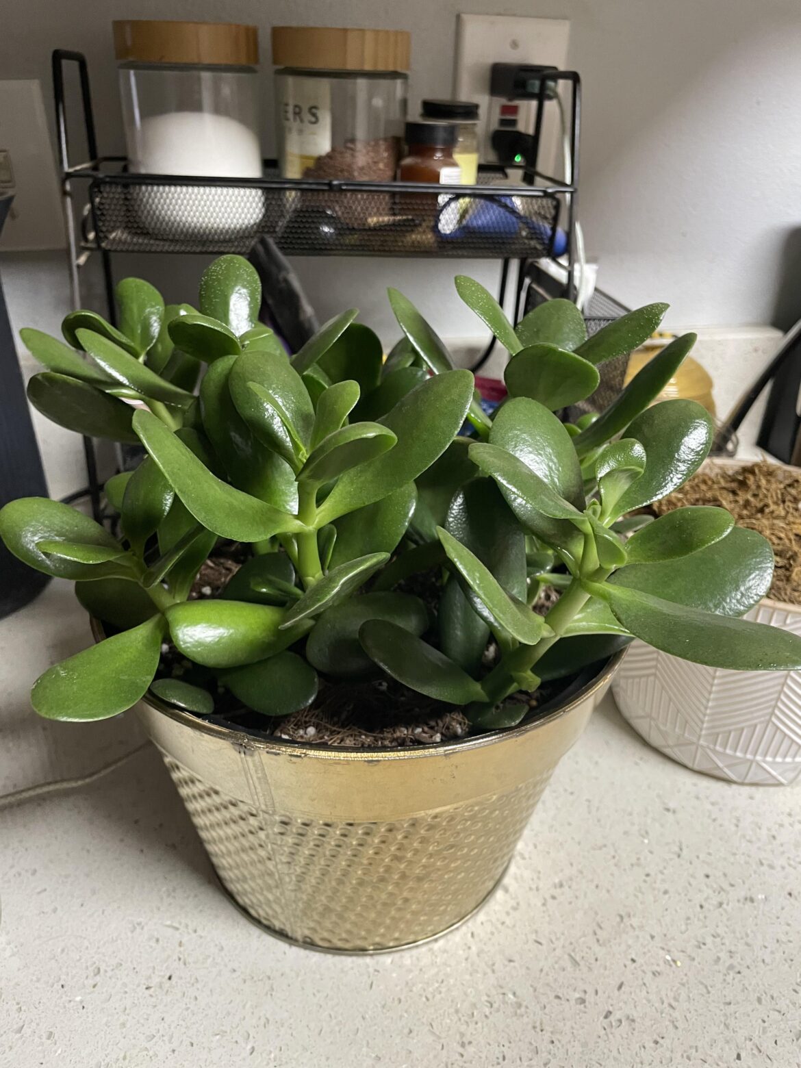 Costco Jade