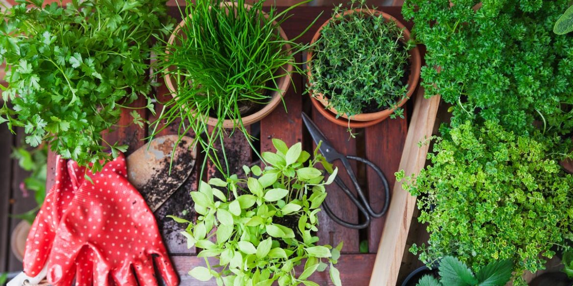 How to Grow and Care for Parsley, According to a Garden Expert How to Grow and Care for Parsley, According to a Garden Expert