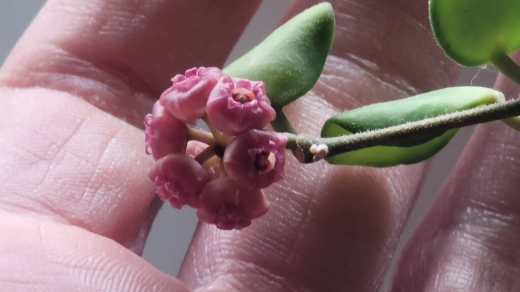 Hoya Heuschkeliana