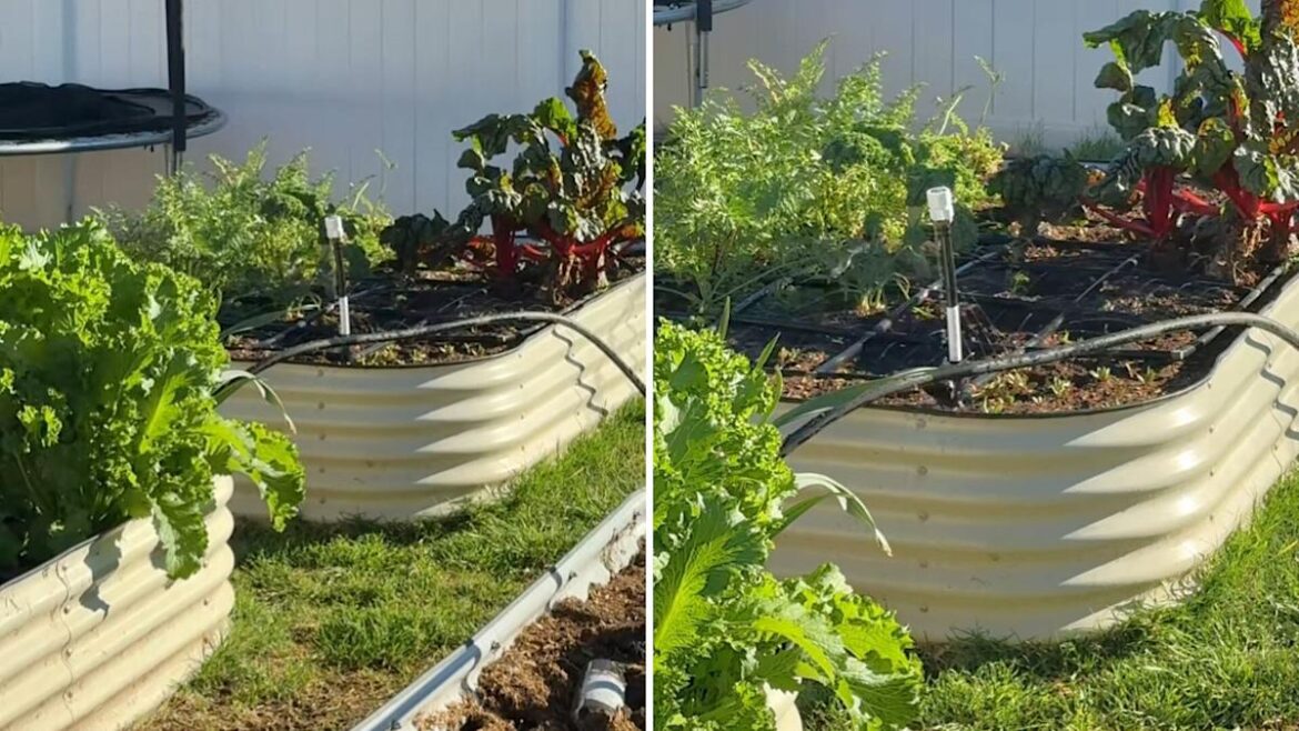 Gardener shares video after spotting unexpected backyard visitor: ‘A peaceful little moment’ Gardener shares video after spotting unexpected backyard visitor: 'A peaceful little moment'