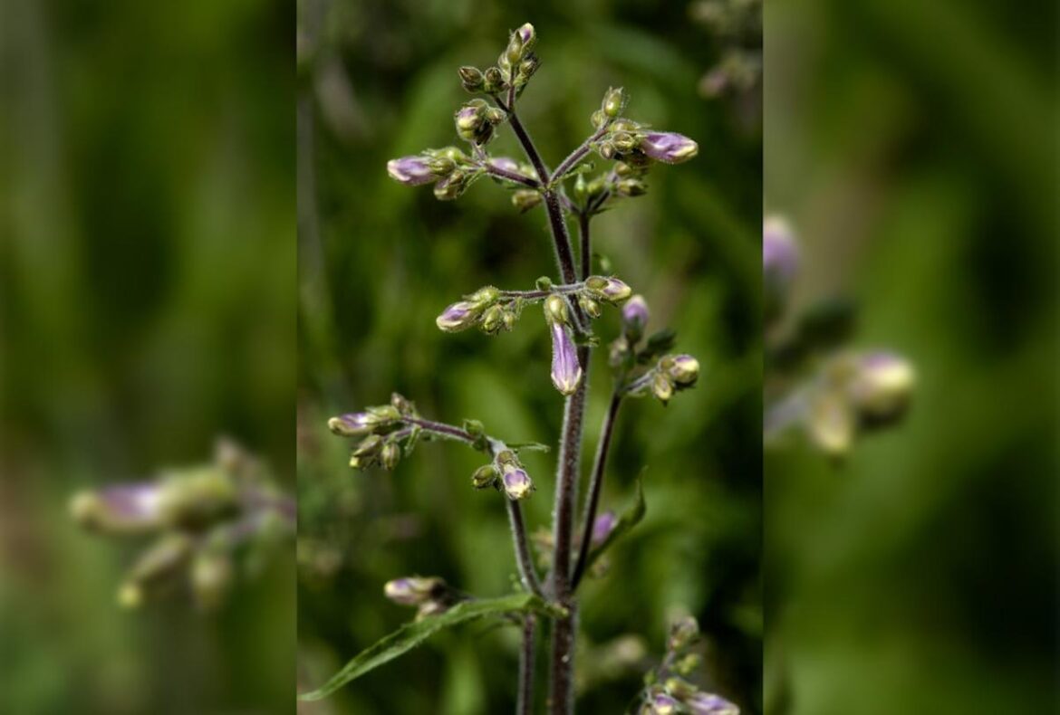 Native plant catalogs educate on pollinator-friendly gardening