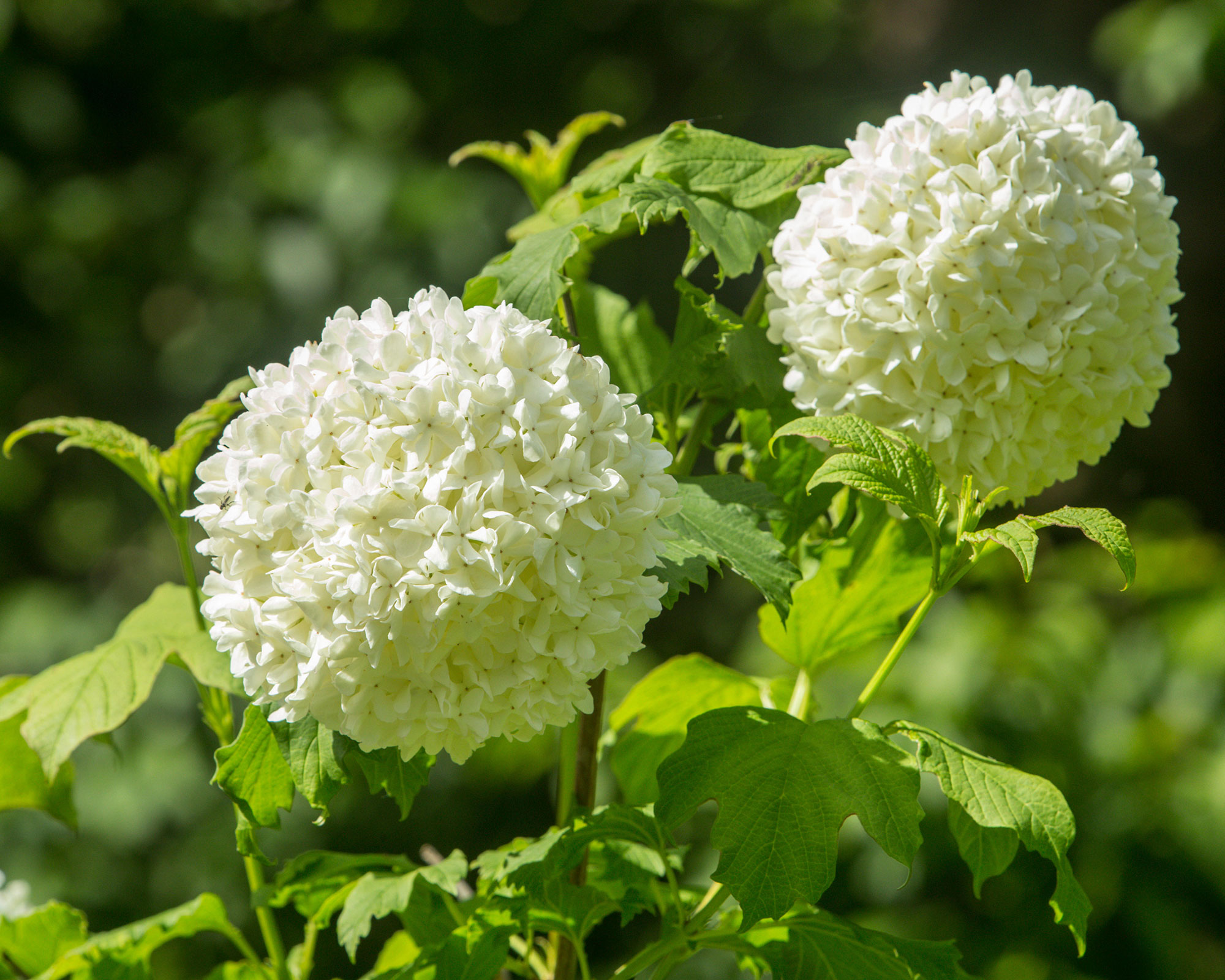 Viburnum opulus 'Roseum'