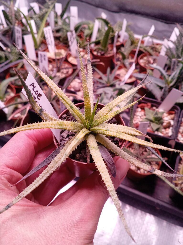 Why is my Aloe Parvula growing yellow?