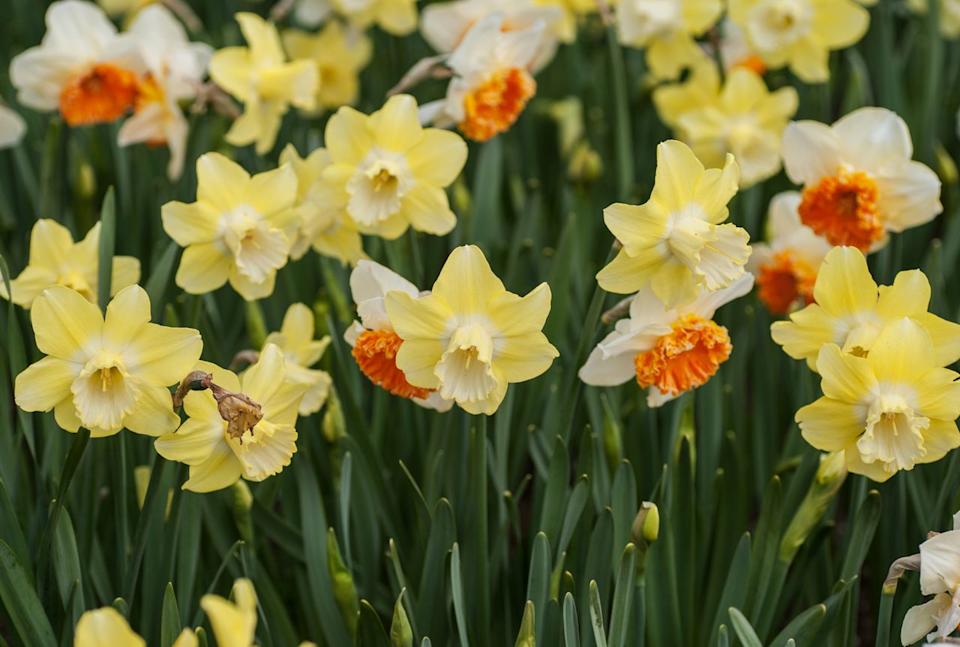 The Spruce / Evgeniya Vlasova