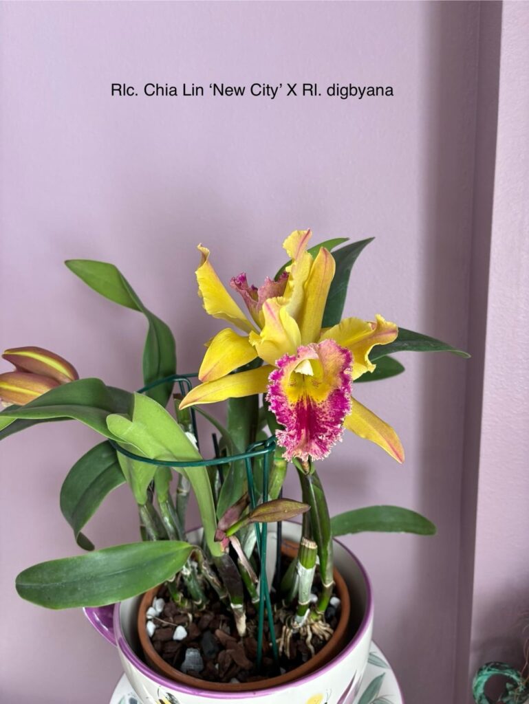 Happy New Year from southeast Louisiana