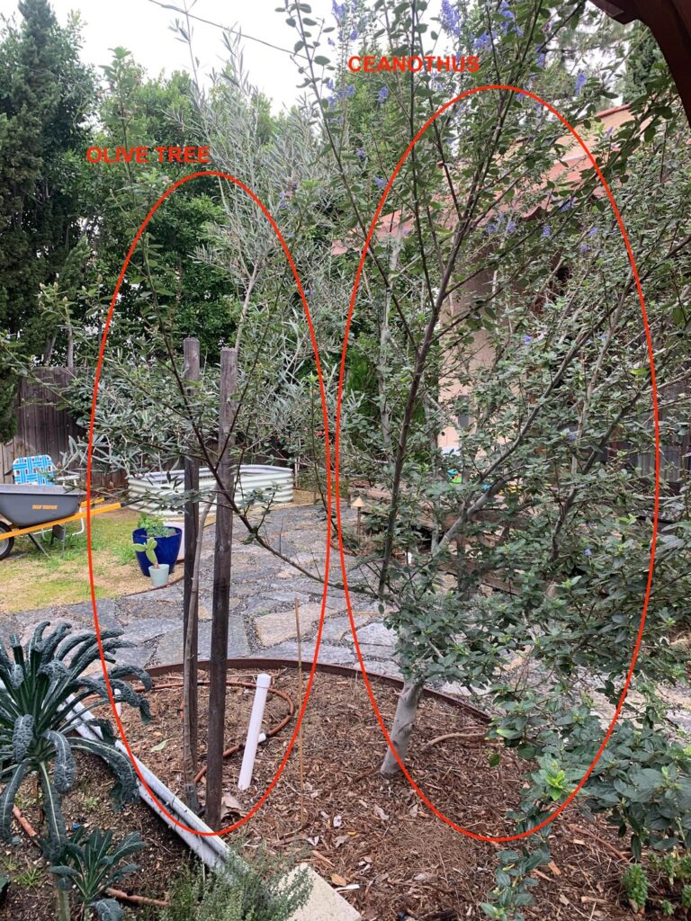 Ceanothus and Olive tree too close?