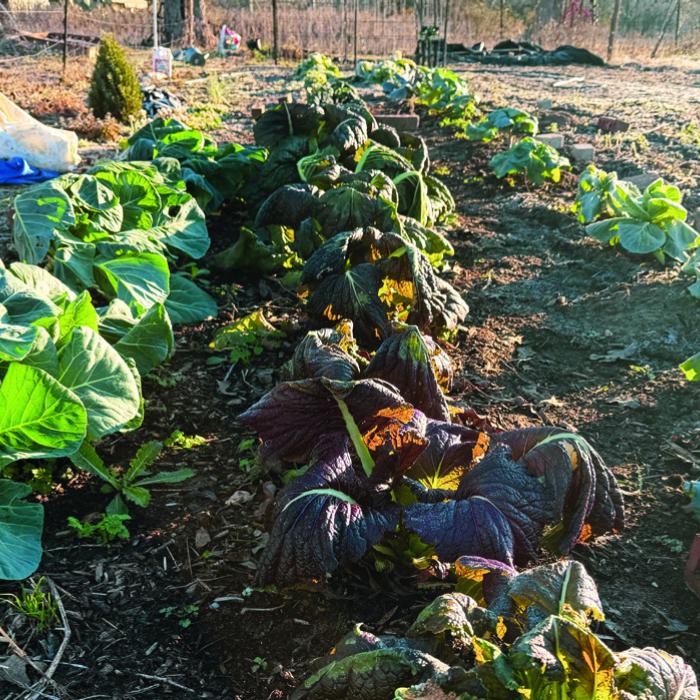 I had enough blankets to cover the two rows on the left, which are filled with collard greens and mustard greens. They’re a little misshapen from the weight of the ice on the blankets, but they appear to be healthy.