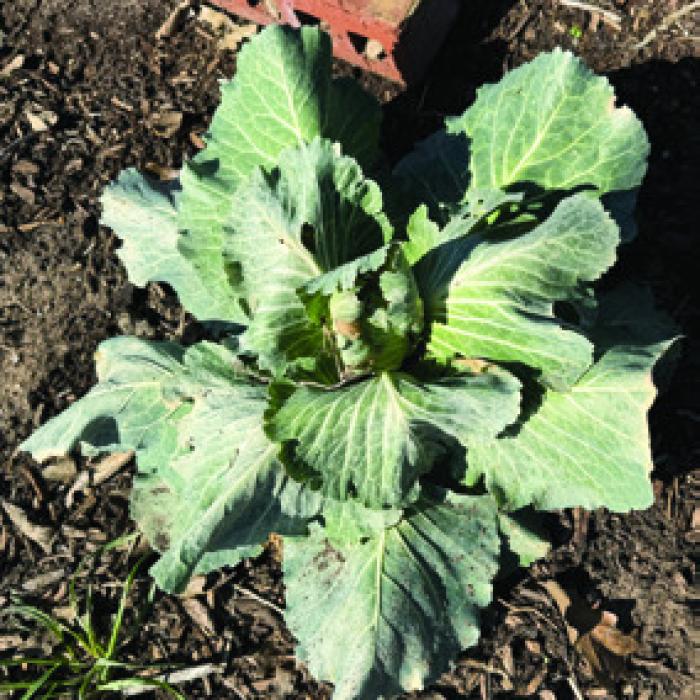 My Garden Took a Brutal Hit in Recent Storm