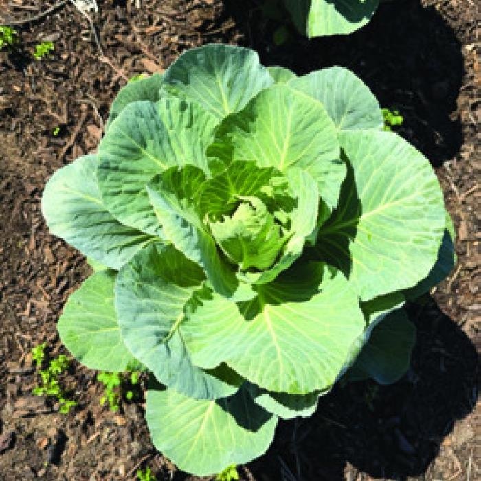The cabbage plant on the left was part of the row that I covered ahead of the freezing weather last weekend. The cabbage plant on the right was uncovered. It may have survived the cold spell, but it certainly took some damage.