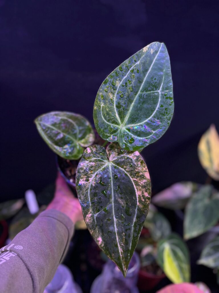 Forgettii Australi var x Zara Michelle variegated