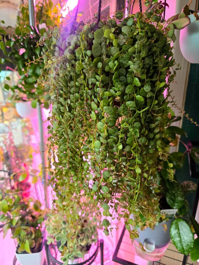String of turtles 🐢