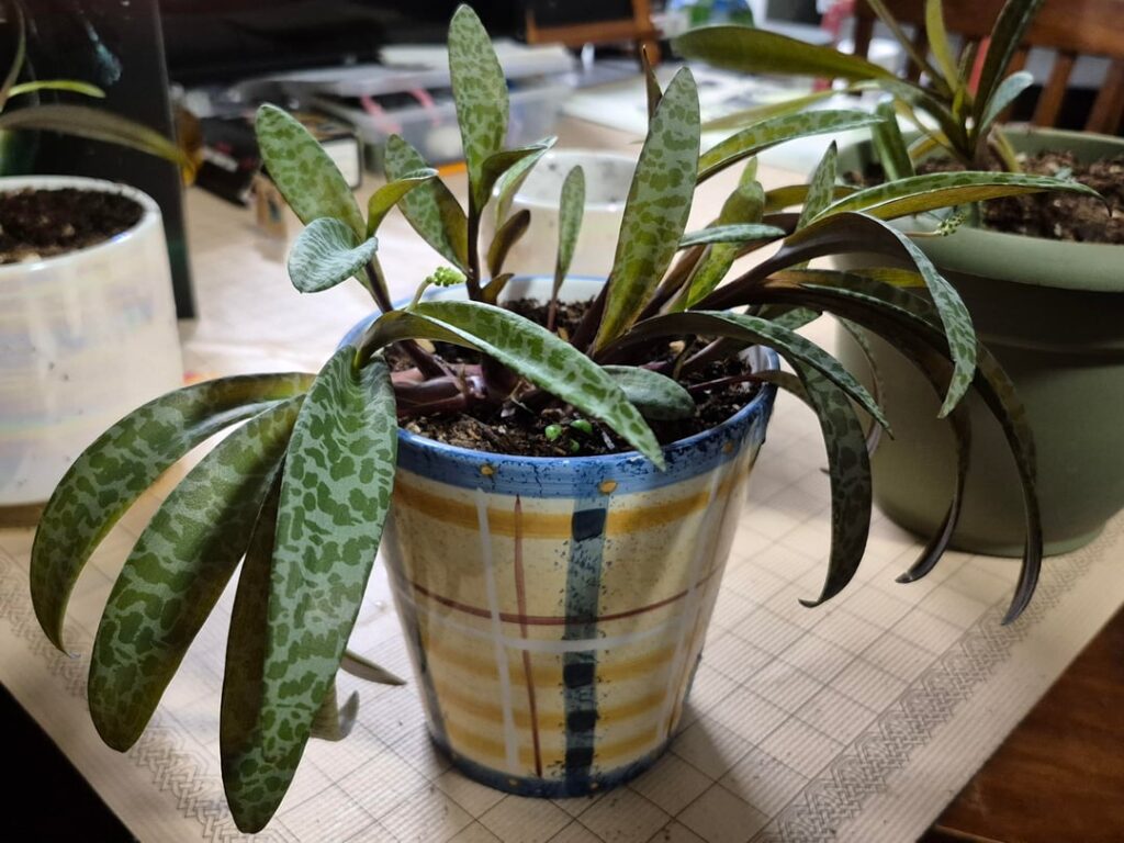[Colorado] [Indoor] Coffee Shop Plant