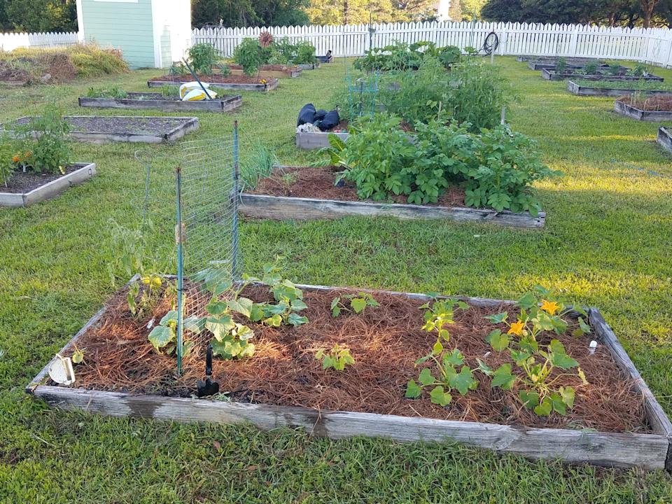 Southwood Community Garden is located in Southwood’s town center directly across from the Canopy Roads Café. It contains 33 4’ X 8’ raised bed plots.
