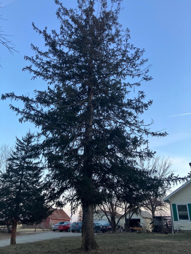 How much trouble is my tree in? How much trouble is my tree in?