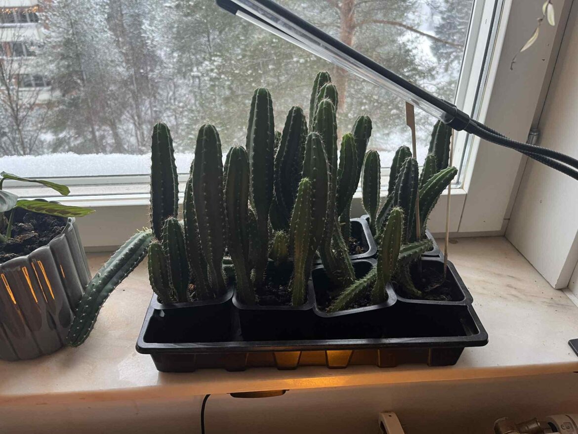 My 33 four year old neglected and etiolated San Pedro My 33 four year old neglected and etiolated San Pedro