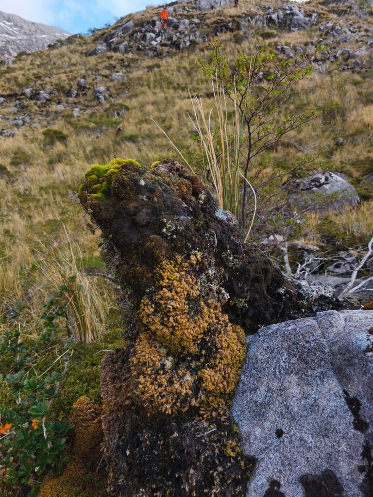Question about moss “columns” on rocks in Tierra del Fuego Question about moss "columns" on rocks in Tierra del Fuego