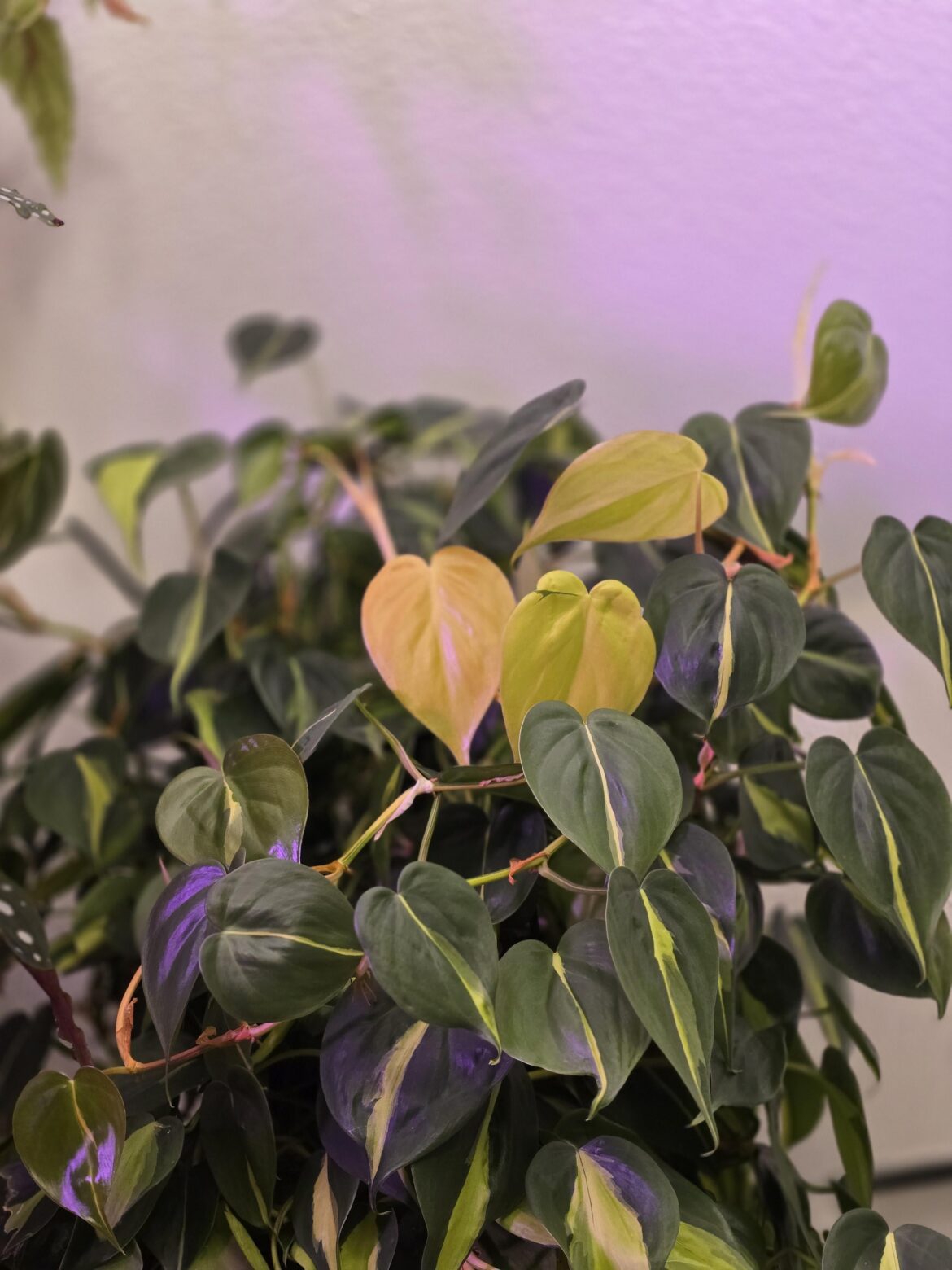 Philo Brasil is acting strange… Philo Brasil is acting strange...