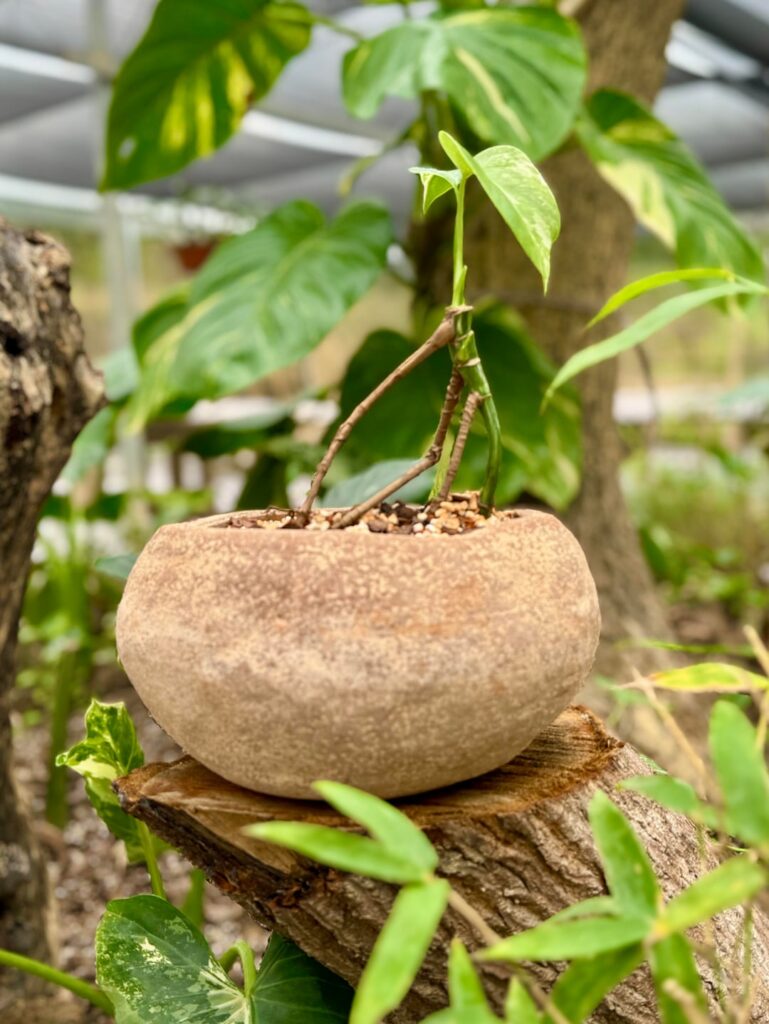 My Albo “Mantis”