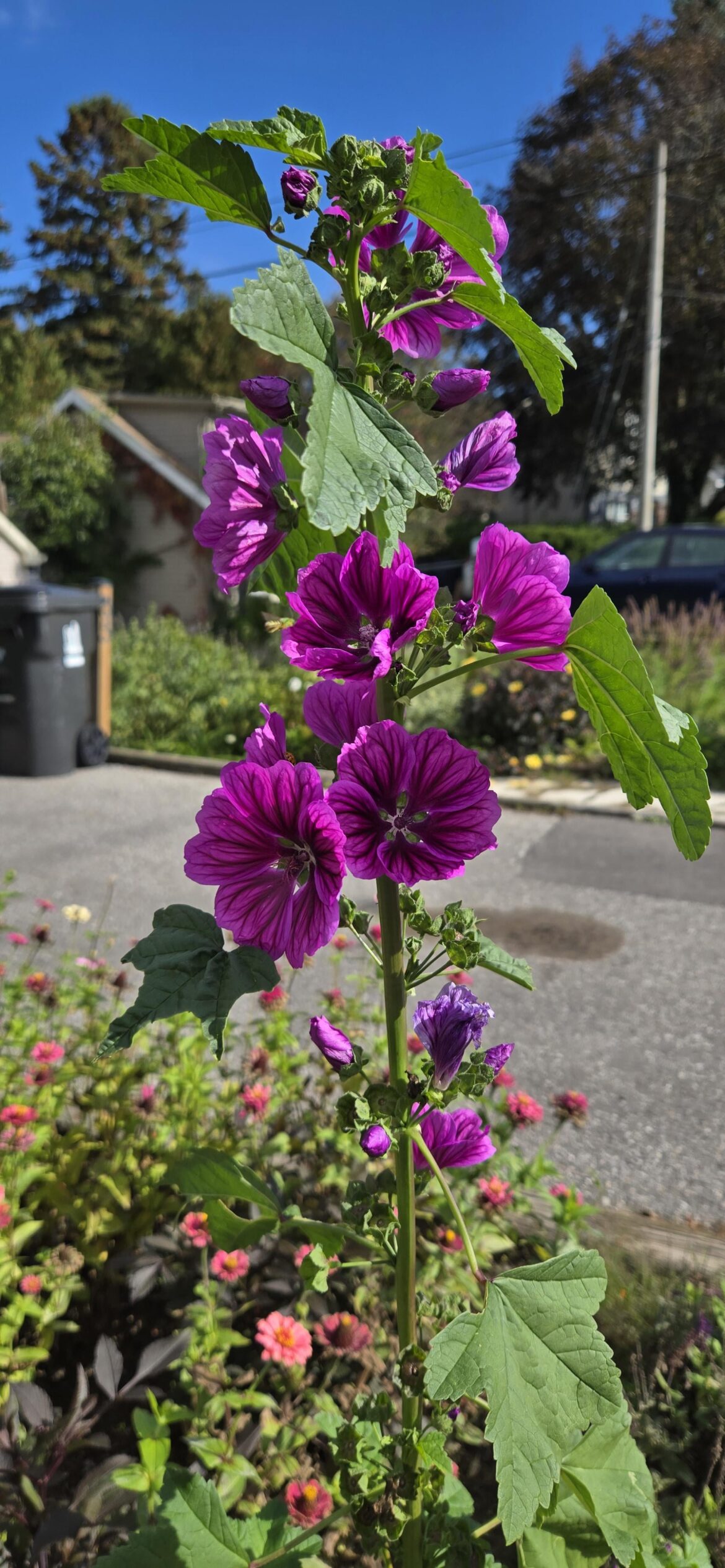 The colour!
