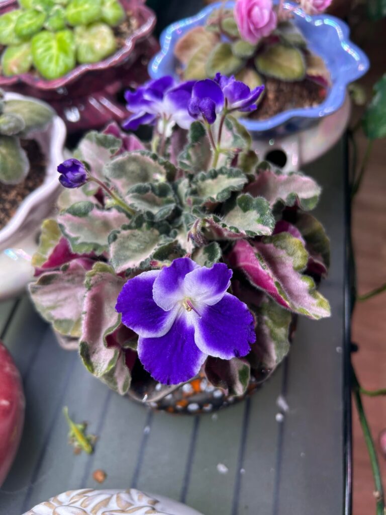 Forever gazing at this African Violet. Harmony’s Little Stinker Sport: Blossom - Semidouble dark blue. Foliage - Variegated dark green, silvery, light green and cream. Standard leaf chimera.