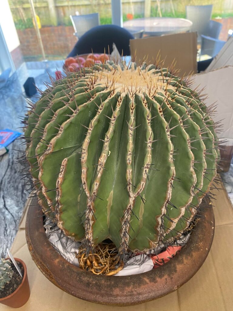 Largest cactus delivery and my favourite- I have a soft spot for echinocactus platyacanthus and Carnegie gigantea (this one a little monstrous) - time to go pot shopping!