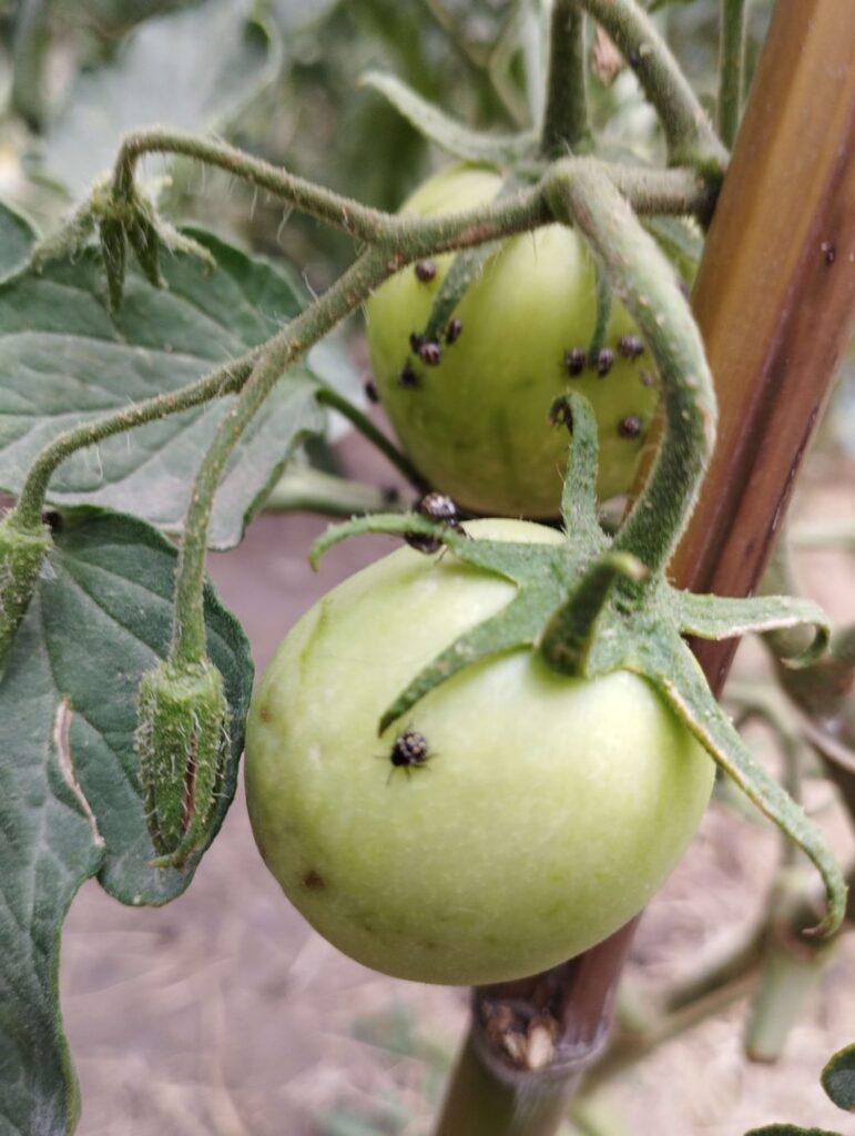 Tomatoe Questions