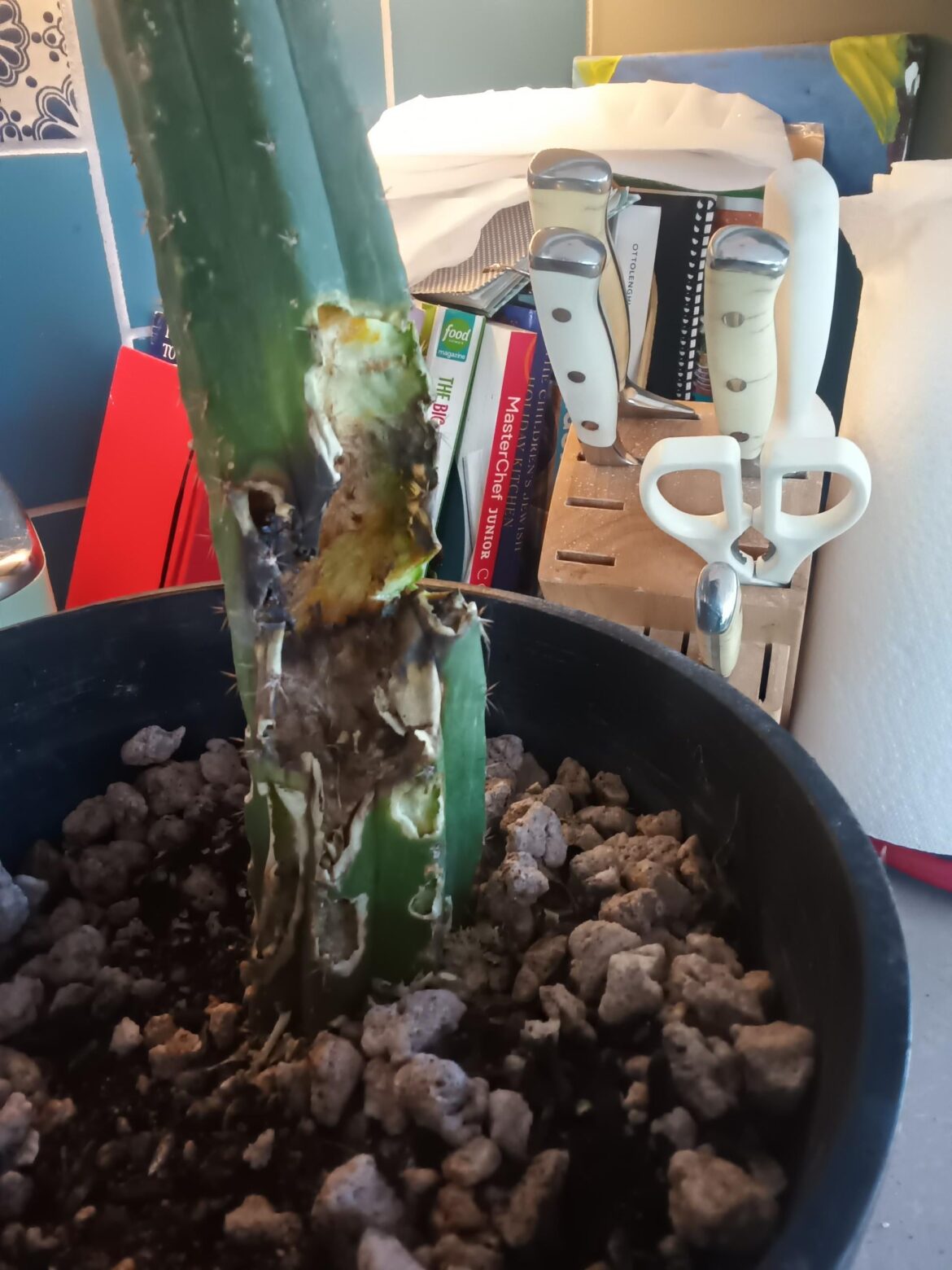 What could possibly have done this?