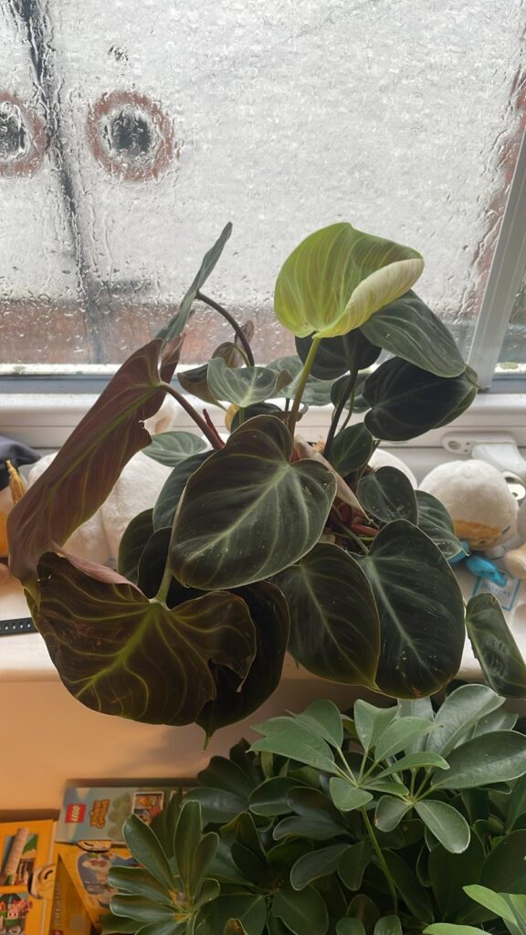 I believe this is a philodendron, I hope! Can anyone identify the type?