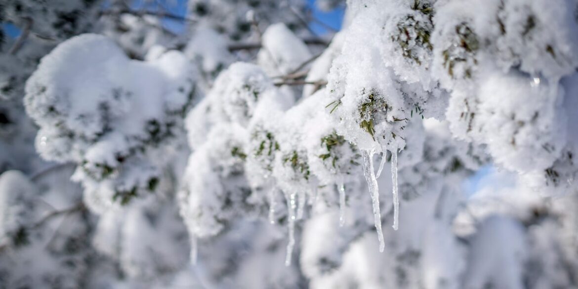 When You Should—And Shouldn’t—Brush Snow Off Your Plants When You Should—And Shouldn’t—Brush Snow Off Your Plants