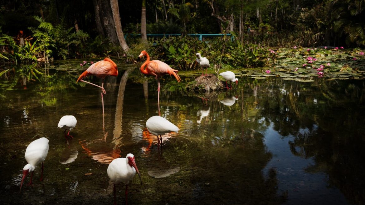 Bonita Springs Wonder Gardens celebrates 90th birthday with two events