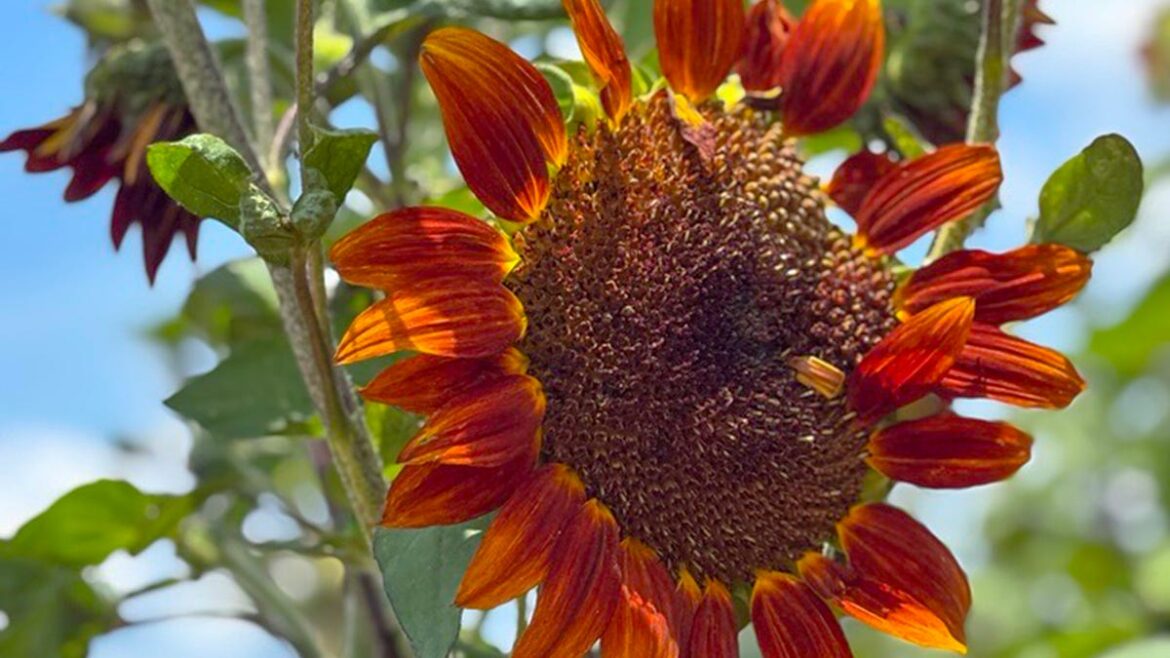 How to successfully prep your garden early by starting seeds inside How to successfully prep your garden early by starting seeds inside