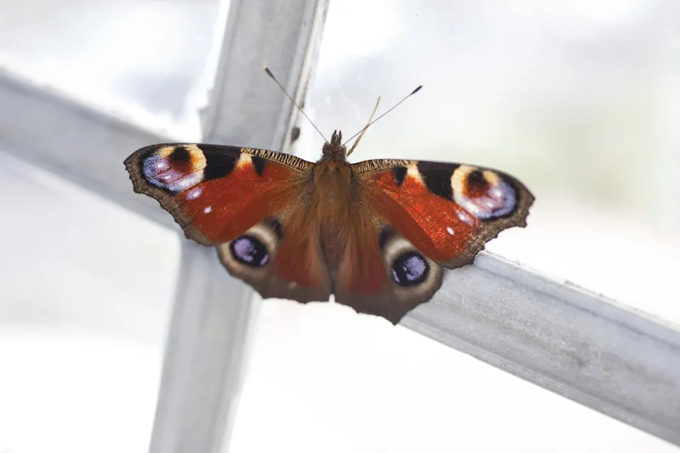 If you find a butterfly or ladybird in your home, let them stay (PA/Alamy)