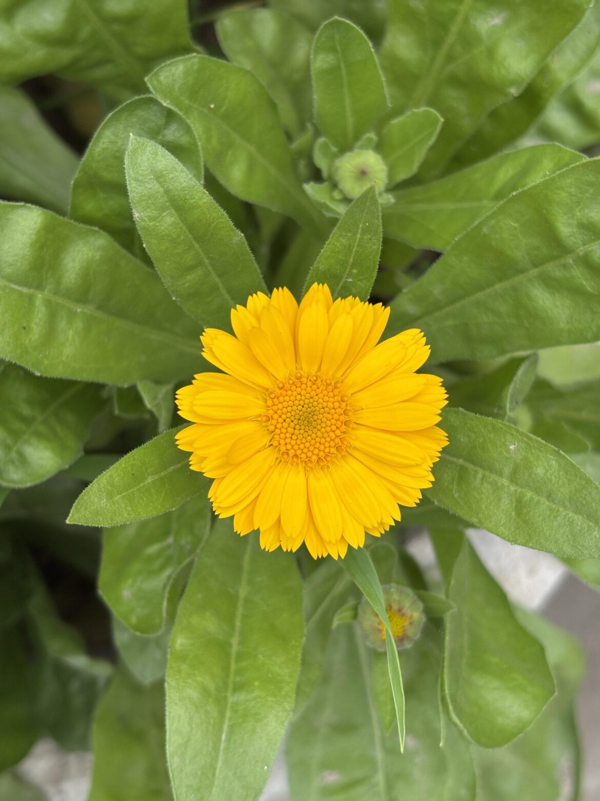 Calendula